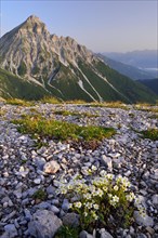 One-flowered Mouse-ear (Cerastium uniflorum) in front the summit of Mount Serles