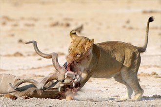Juvenile Lion (Panthera leo) feeding from a Greater Kudu (Tragelaphus strepsiceros)