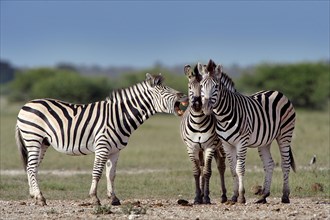 Burchell's Zebras (Equus quagga burchelli) standing next to each other
