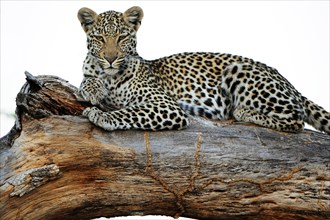 Leopard (Panthera pardus) resting on a tree trunk