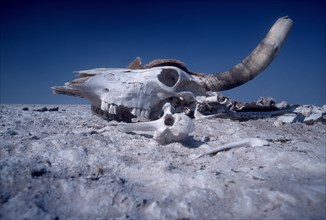 Skull of a dead bovine