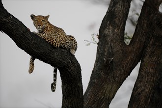 Leopard (Panthera pardus) resting on a tree