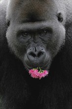 Western Lowland Gorilla (Gorilla gorilla gorilla) with flowers in its mouth