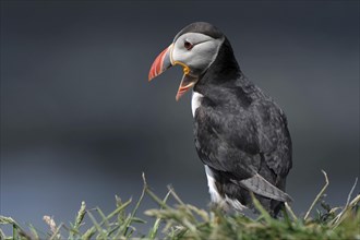 Calling Atlantic Puffin (Fratercula arctica)