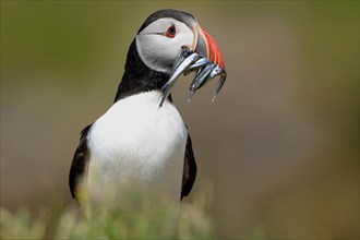 Atlantic Puffin (Fratercula arctica) with fish in its beak