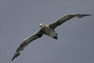 Antarctic Giant Petrel or Giant Fulmar (Macronectes giganteus) in flight