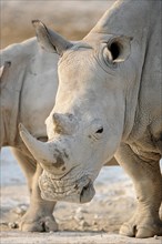 White Rhinoceros (Ceratotherium simum)