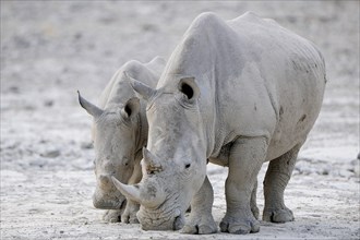 White Rhinos (Ceratotherium simum)