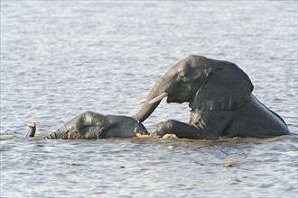 African Bush Elephants (Loxodonta africana) in the water