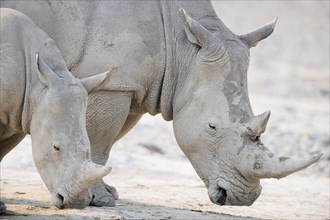 White Rhinos (Ceratotherium simum)
