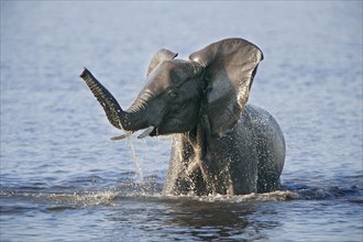 African Bush Elephant (Loxodonta africana) in water