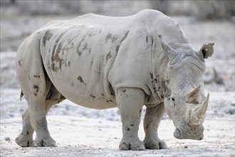 White Rhinoceros (Ceratotherium simum)