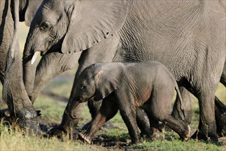 African Bush Elephants (Loxodonta africana) with a calf