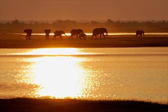 African Bush Elephants (Loxodonta africana) on the water edge at sunset