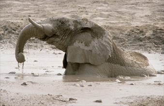 African Bush Elephant (Loxodonta africana) taking a mud bath