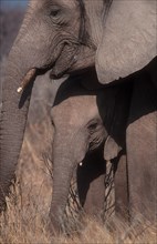 African Bush Elephant (Loxodonta africana) with a calf