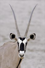 Gemsbok or Gemsbuck (Oryx gazella)