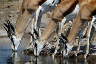 Springboks (Antidorcas marsupialis) drinking from the Nossob River