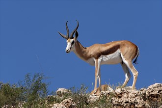 Springbok (Antidorcas marsupialis)