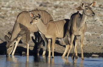 Greater Kudus (Tragelaphus strepsiceros) at a watering hole
