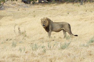 Lion (Panthera leo)