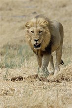 Lion (Panthera leo)