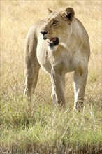 Lion (Panthera leo)