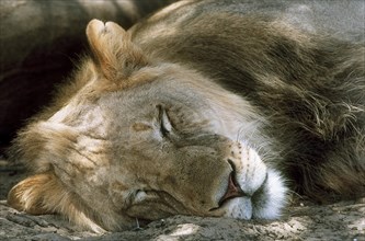 Lion (Panthera leo)