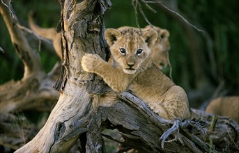 Lion (Panthera leo)