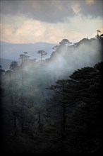 Cloud-shrouded forest landscape near Yotong La Pass