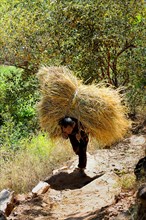 Man transporting rice straw on his back