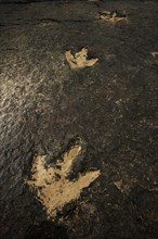 Several million years ago dinosaurs left their now fossilized footprints in the mud of a river bed