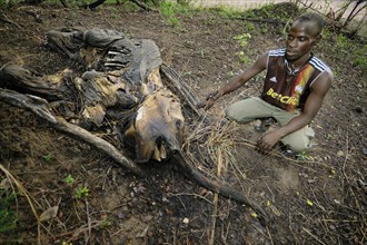 Remains of a young elephant which has fallen victim to poachers