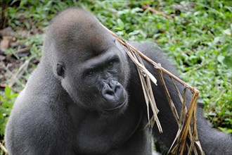 Western Lowland Gorilla (Gorilla gorilla gorilla) in the reintroduction enclosure of Mefou Primate Sanctuary