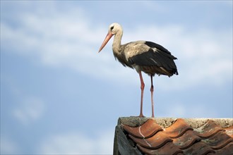 White Stork (Ciconia ciconia) perched on a roof