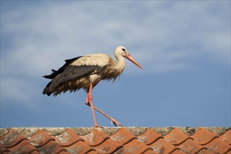White Stork (Ciconia ciconia) walking on a roof