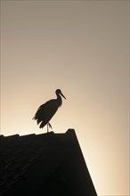 White Stork (Ciconia ciconia) perched on a roof