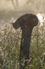 Wet cat lurking on a fence post