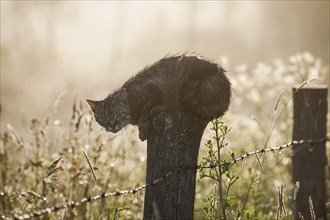 Wet cat lurking on a fence post