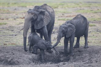 African elephants (Loxodonta africana) with calf