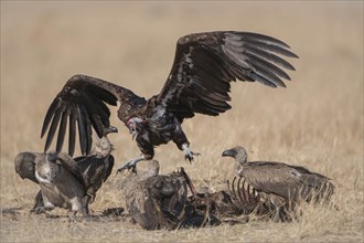 Lappet-faced Vulture or Nubian Vulture (Torgos tracheliotus) fighting with Cape Vultures (Gyps coprotheres) over a carcass