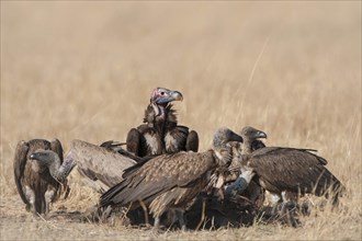 Lappet-faced Vulture or Nubian Vulture (Torgos tracheliotus) with Cape Vultures (Gyps coprotheres) feeding on a carcass