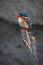 Malachite Kingfisher (Alcedo cristata) on a branch as a vantage point