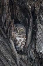 African Barred Owlet (Glaucidium capense) in its tree hole