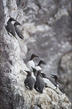 Colony of Common Murres or Common Guillemots (Uria aalge) nesting on a cliff