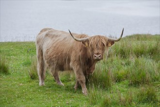 Scottish Highland cattle standing on a pasture by the sea