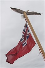 European Herring Gull (Larus argentatus) landing on a flagpole with a flag of the British Merchant Navy