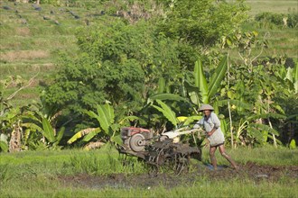 Rice farmer working in rice terraces