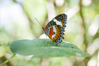 Leopard Lacewing (Lacewing cyane)