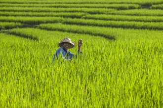 Worker in rice terraces
